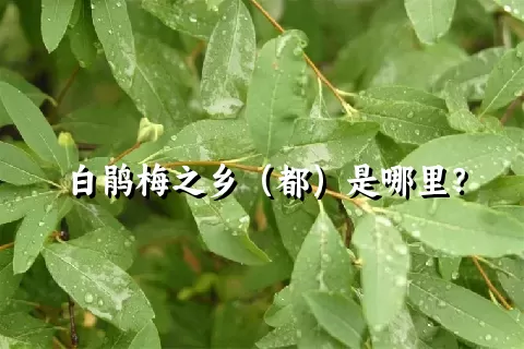 白鹃梅之乡（都）是哪里？