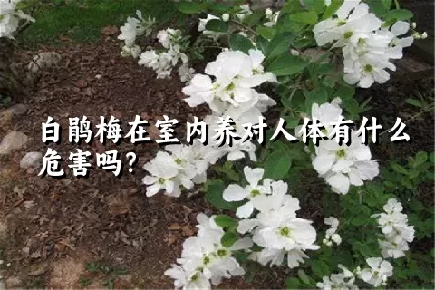 白鹃梅在室内养对人体有什么危害吗？