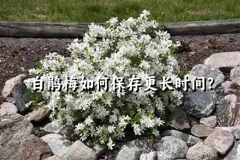 白鹃梅如何保存更长时间？