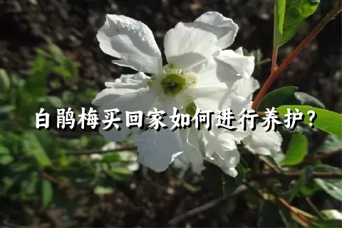 白鹃梅买回家如何进行养护？