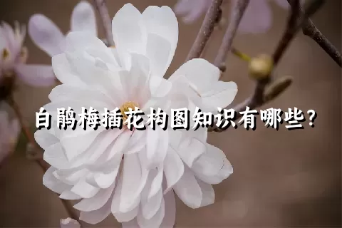 白鹃梅插花构图知识有哪些？