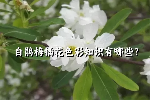 白鹃梅插花色彩知识有哪些？