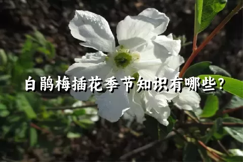 白鹃梅插花季节知识有哪些？