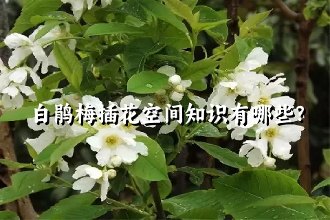 白鹃梅插花空间知识有哪些？