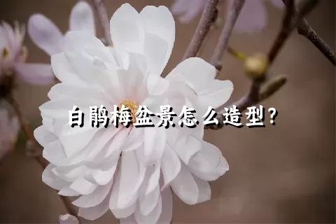 白鹃梅盆景怎么造型？