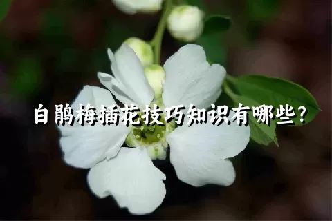 白鹃梅插花技巧知识有哪些？