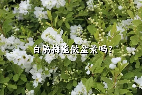 白鹃梅能做盆景吗？