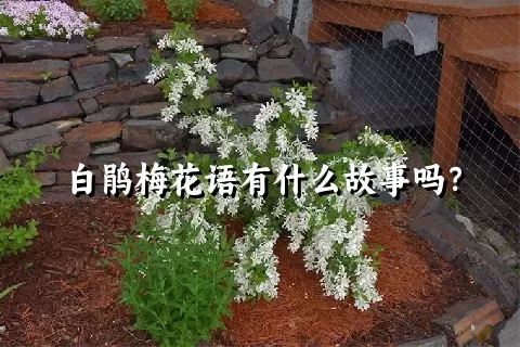 白鹃梅花语有什么故事吗？