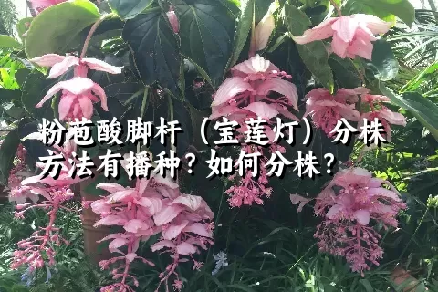 粉苞酸脚杆（宝莲灯）分株方法有播种？如何分株？