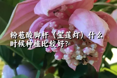 粉苞酸脚杆（宝莲灯）什么时候种植比较好？