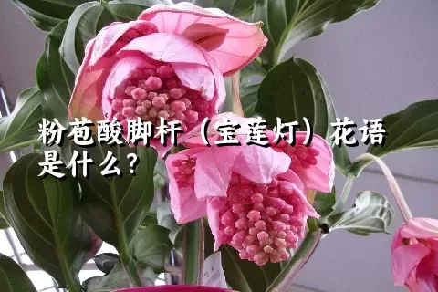 粉苞酸脚杆（宝莲灯）花语是什么？