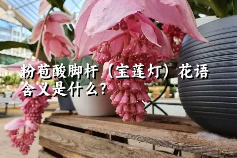 粉苞酸脚杆（宝莲灯）花语含义是什么？