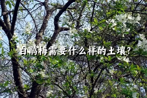 白鹃梅需要什么样的土壤？