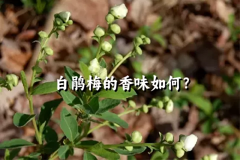 白鹃梅的香味如何？