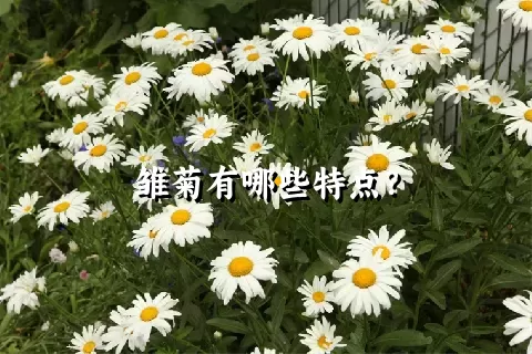 雏菊有哪些特点？