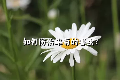 如何防治雏菊的害虫？