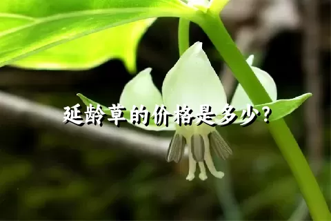 延龄草的价格是多少？