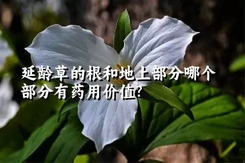 延龄草的根和地上部分哪个部分有药用价值？