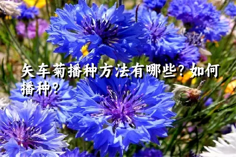 矢车菊播种方法有哪些？如何播种？
