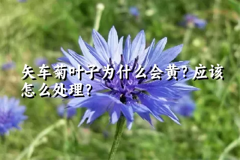 矢车菊叶子为什么会黄？应该怎么处理？