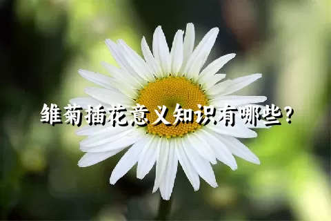 雏菊插花意义知识有哪些？