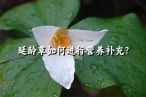延龄草如何进行营养补充？