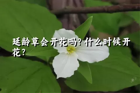 延龄草会开花吗？什么时候开花？