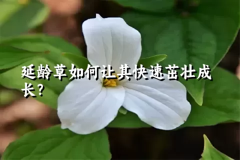 延龄草如何让其快速茁壮成长？