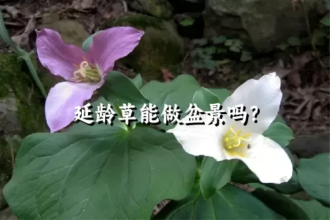 延龄草能做盆景吗？