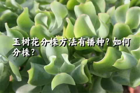 玉树花分株方法有播种？如何分株？