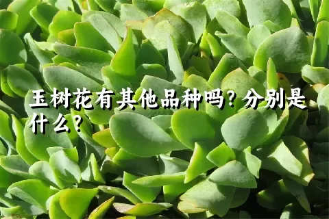 玉树花有其他品种吗？分别是什么？