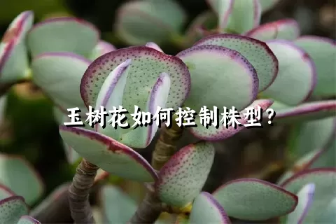 玉树花如何控制株型？