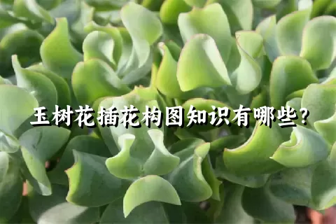 玉树花插花构图知识有哪些？