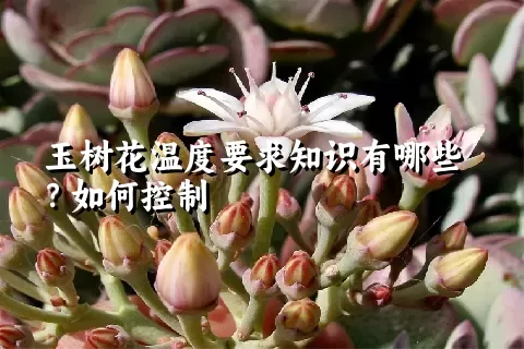 玉树花温度要求知识有哪些？如何控制