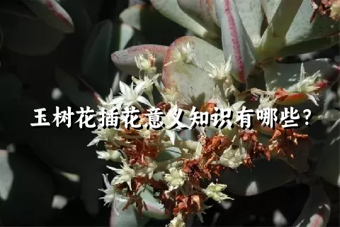 玉树花插花意义知识有哪些？
