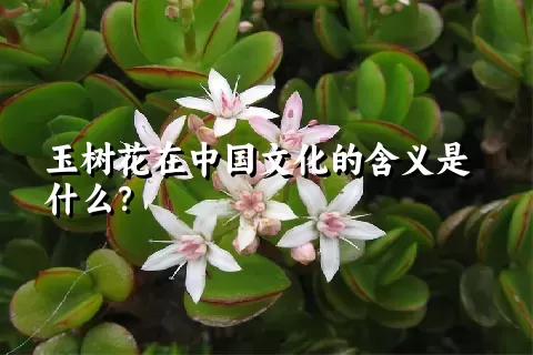玉树花在中国文化的含义是什么？