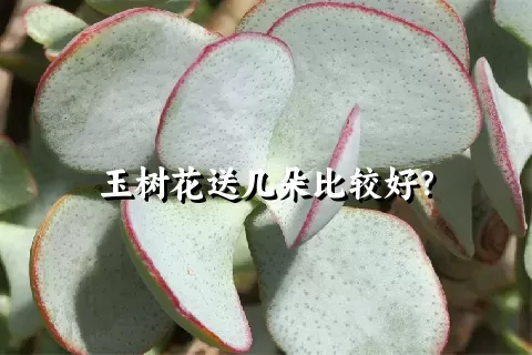 玉树花送几朵比较好？