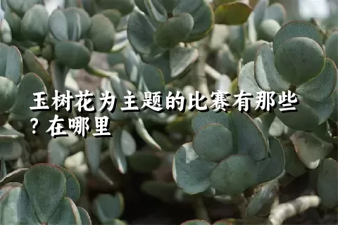 玉树花为主题的比赛有那些？在哪里