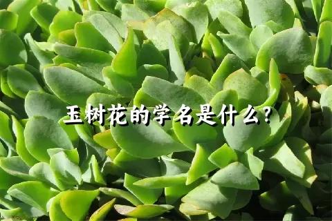 玉树花的学名是什么？