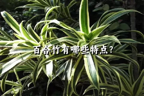 百合竹有哪些特点？