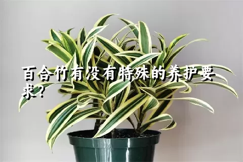百合竹有没有特殊的养护要求？