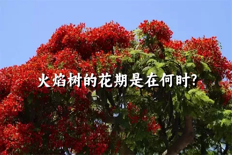 火焰树的花期是在何时?