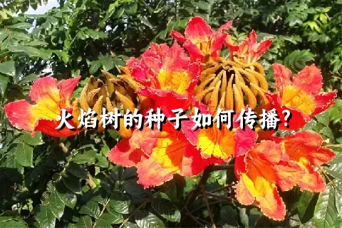 火焰树的种子如何传播?