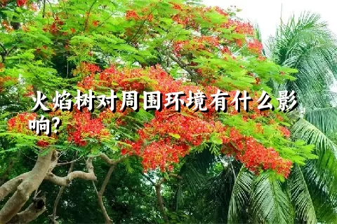 火焰树对周围环境有什么影响?