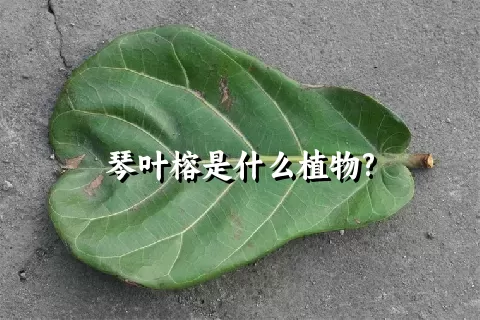 琴叶榕是什么植物?