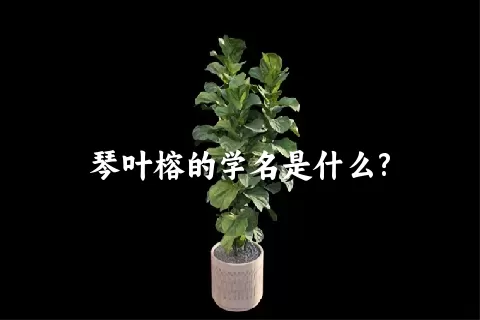 琴叶榕的学名是什么?