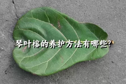 琴叶榕的养护方法有哪些?