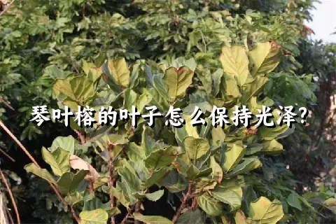 琴叶榕的叶子怎么保持光泽?