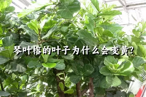 琴叶榕的叶子为什么会变黄?