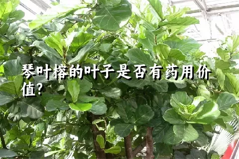 琴叶榕的叶子是否有药用价值?
